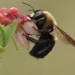 Pollination by grammyn