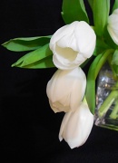 8th Mar 2012 - white tulips