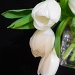 white tulips by summerfield