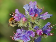 8th Jun 2010 - Busy Bee