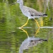 Greater Yellowlegs by twofunlabs