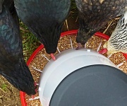 10th Mar 2012 - chicken feed (9/3/12)