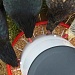 chicken feed (9/3/12) by jantan