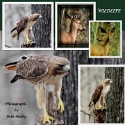 9th Mar 2012 - Wildlife Collage