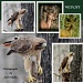 Wildlife Collage by vernabeth