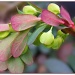 365-69 Euphorbia buds by judithdeacon