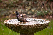 9th Mar 2012 - bird bath 2