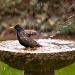 bird bath 2 by peadar