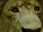 9th Mar 2012 - Lion Eye