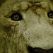 Lion Eye by bulldog