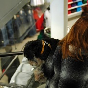 9th Mar 2012 - Just for fun: The dog in the escalator