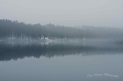 3rd Mar 2012 - Into the Mist