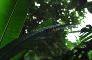 9th Mar 2012 - Banana leaf