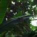 Banana leaf by parisouailleurs