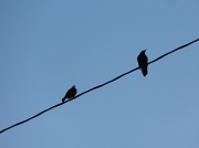 9th Mar 2012 - Birds