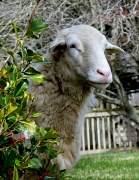 9th Mar 2012 - Sheepish