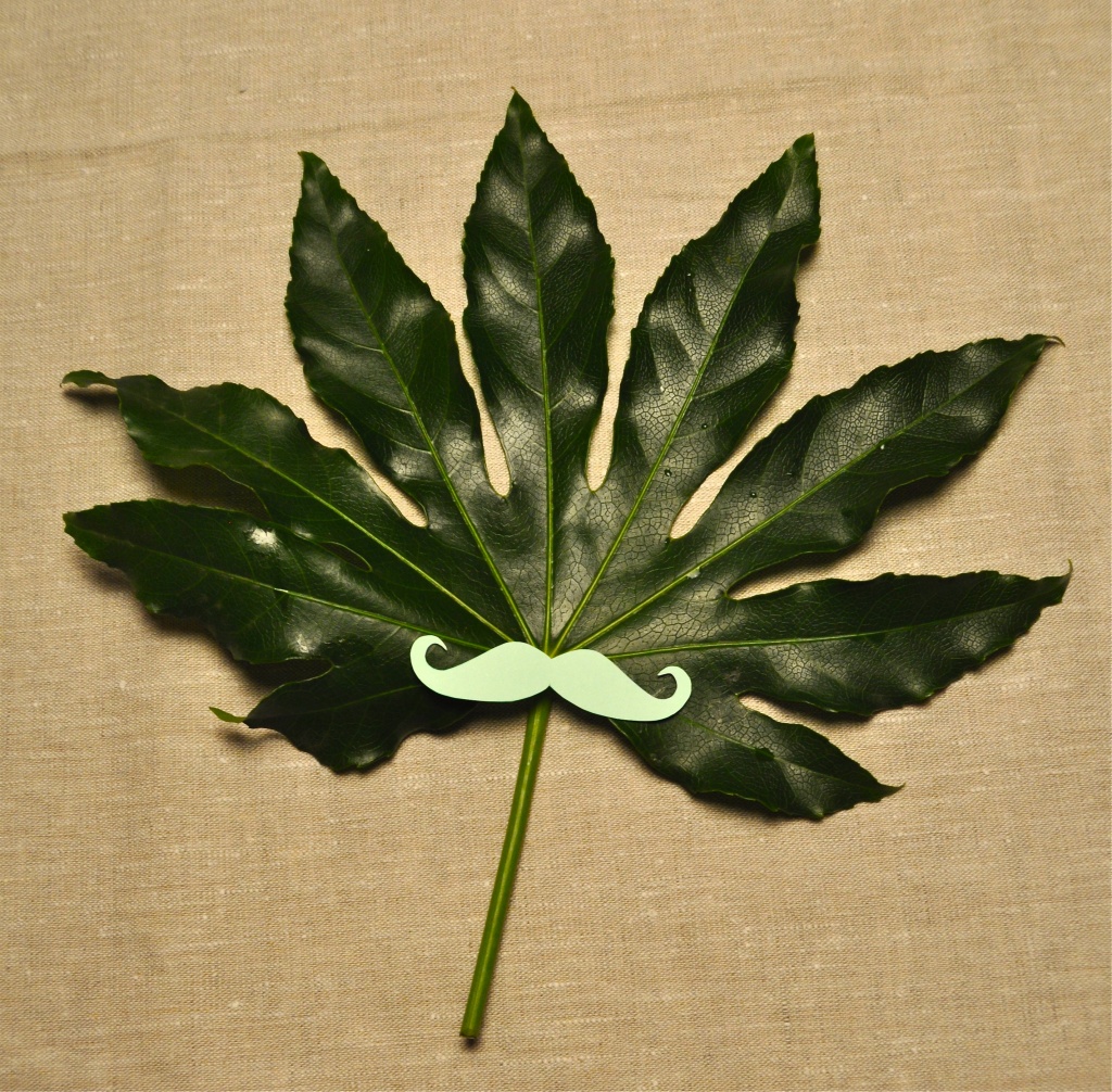 the mustache leaf by cocobella