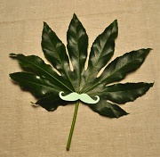 9th Mar 2012 - the mustache leaf