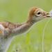 Sand Hill Crane Chick by twofunlabs