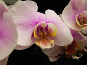 9th Mar 2012 - orchids