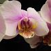 orchids by summerfield