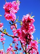19th Feb 2012 - Cherry Blossom