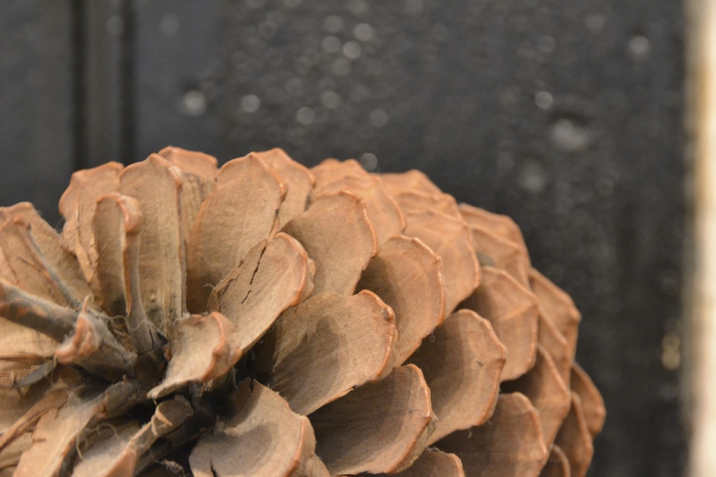 Pine Cone by nix