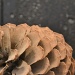 Pine Cone by nix