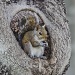 Squirrel knot-hole by twofunlabs