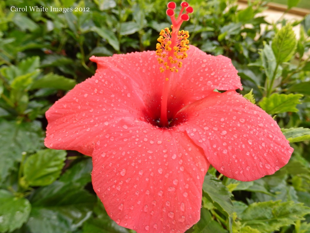 Hibiscus after the Rain by carolmw