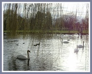 10th Mar 2012 - Swans in the sun