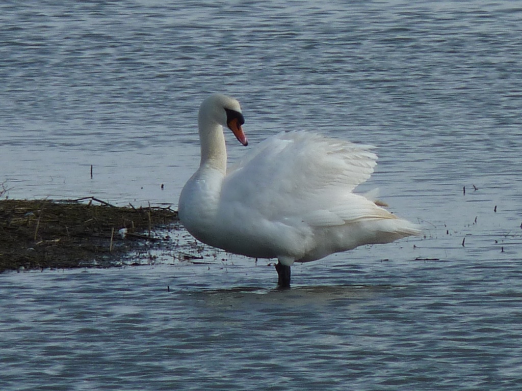 Swan by lellie