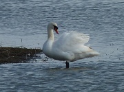 10th Mar 2012 - Swan