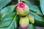 5th Mar 2012 - Camellia Bud