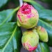 Camellia Bud by melinareyes