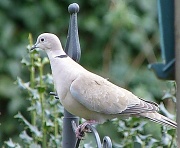 10th Mar 2012 - Collared dove