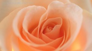 10th Mar 2012 - Pink Roses
