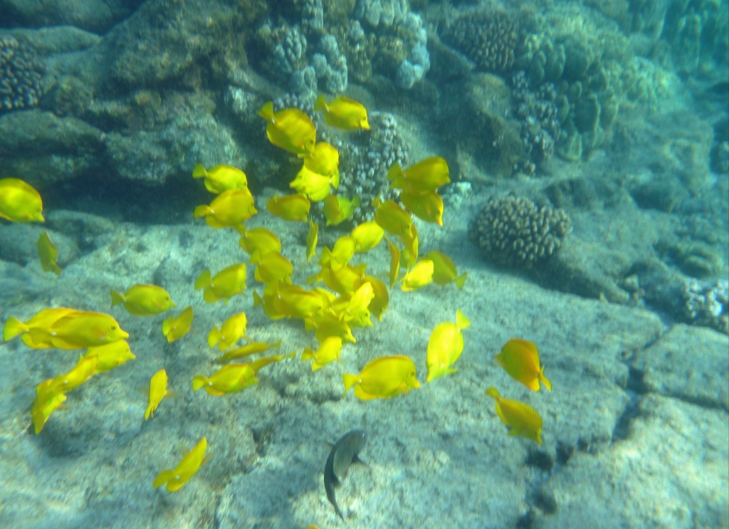 Yellow Tang as Beautiful as Bright Flowers by jgpittenger