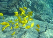 10th Mar 2012 - Yellow Tang as Beautiful as Bright Flowers