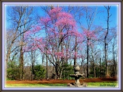 10th Mar 2012 - Redbud tree