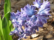10th Mar 2012 - Periwinkle Blue