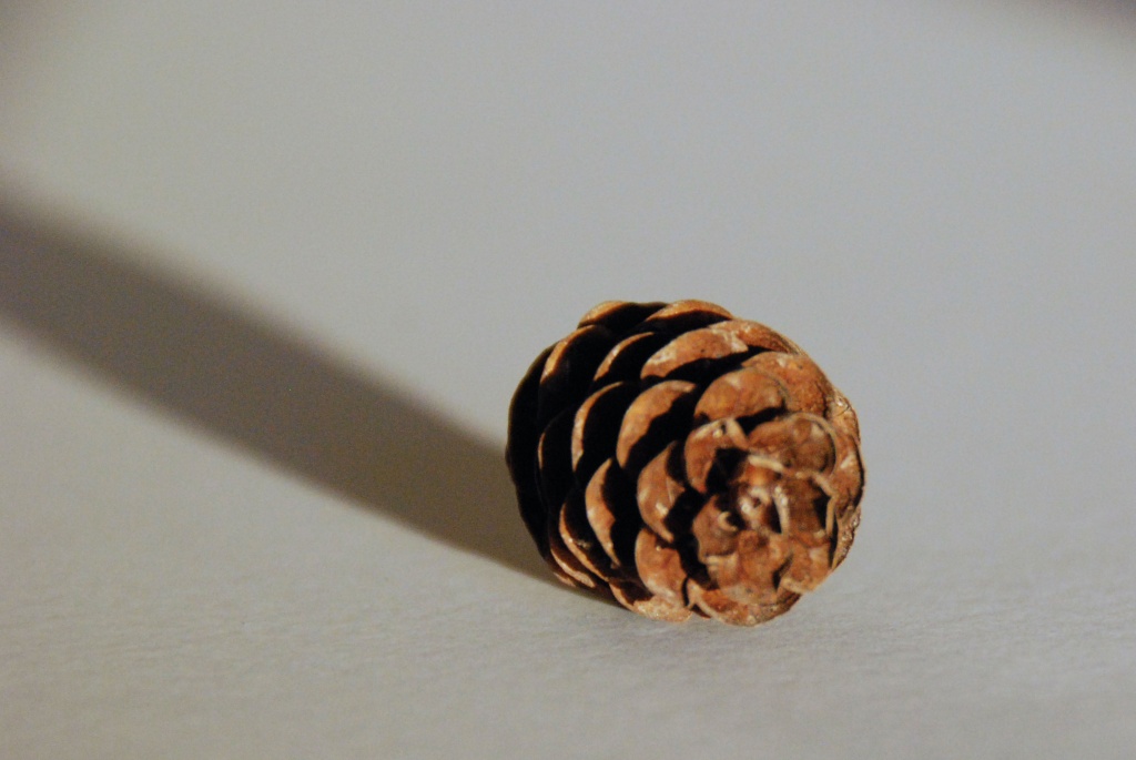 Pine cone by dakotakid35
