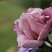 pink lisianthus by corymbia