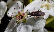10th Mar 2012 - Bug Topping