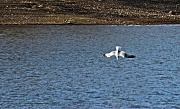 10th Mar 2012 - Jonathan Livingston Seagull 