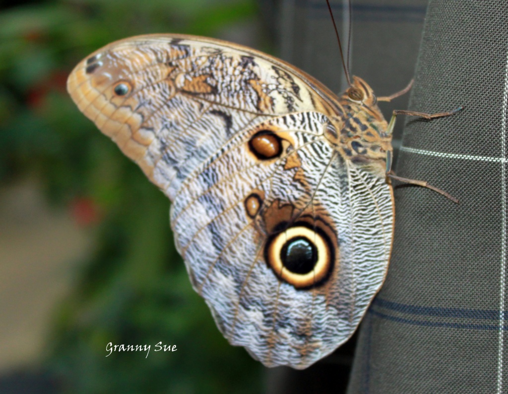 Butterfly on man's shirt by grannysue