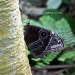 Butterfly on tree trunk by grannysue