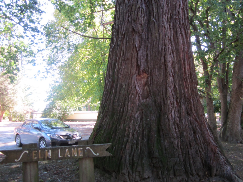 Dwarf car or giant tree? by pamelaf