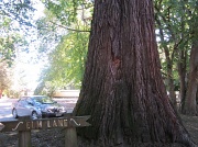 11th Mar 2012 - Dwarf car or giant tree?
