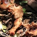 Fungi and lizard by sugarmuser